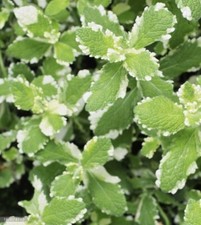 Organic pineapple mint for sale  Sprague River
