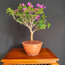 bonsai sakura usato bonsai sakura usato San Pancrazio Salentino