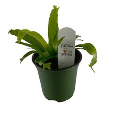 Flowerpotnursery crissie bird for sale  Loranger