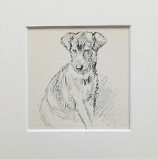 Lakeland terrier dog for sale  NORWICH