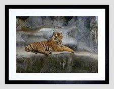 Tiger big cat for sale  EDINBURGH