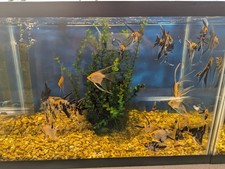 Mixed angel gold for sale  Cullman