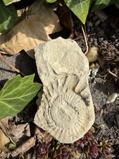 Stsee versteinerung fossil gebraucht kaufen  Westerstede