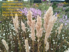 Wimper perlgras melica usato Wimper perlgras melica usato  Spedire a Italy