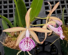 Orchid hybrid brassocattleya for sale  Mckinleyville
