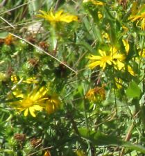 Gumweed anti poison for sale  Winchester