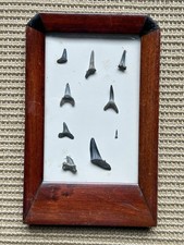 Victorian framed sharks for sale  STOURBRIDGE