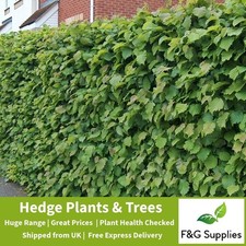 Hazel corylus native for sale Hazel corylus native for sale  ALTON