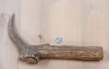 Real elk antler for sale  USA