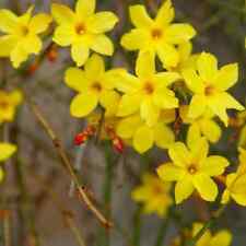 Jasminum nudiflorum winter for sale  KING'S LYNN