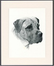 Bullmastiff old 1935 for sale  COLEFORD