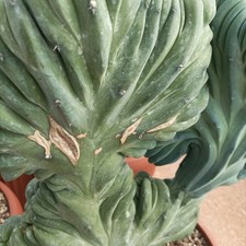 Mirtillocactus crestato usato  Porto Cesareo