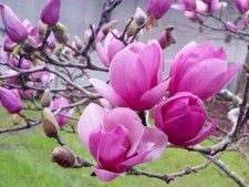 Saucer magnolia tree for sale  Des Moines