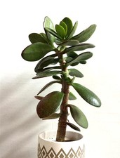 Jadebaum crassula vata gebraucht kaufen  Deichhorst