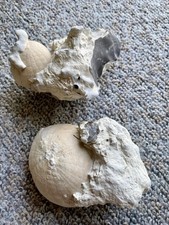 Seeigel fossil set gebraucht kaufen  Weil am Rhein