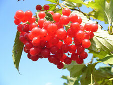 American highbush cranberry for sale  Massillon