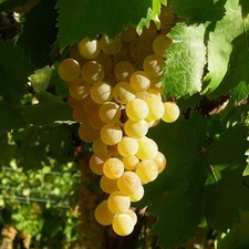 Vitis italia zpd4 d'occasion  Pouzauges