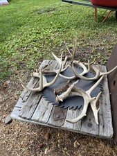 Whitetail deer sheds for sale  Naples