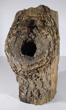 Natural tree knot for sale  Towanda
