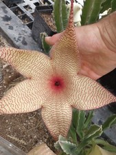 Stapelia gigantea carrion for sale  Oakridge