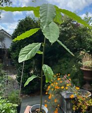 Avocado plant plant for sale  EDGWARE