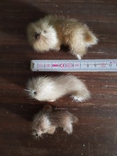 Seehund seelöwe seerobbe gebraucht kaufen  Bothel