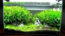 Blyxa japonica tropical for sale  MARKET RASEN