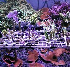 Coral frag pack for sale  FAVERSHAM