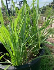 Lemongrass plants lemon for sale  Milford