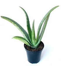 Large aloe vera for sale  Castaic