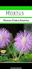 Mimosa pudica gigante usato Mimosa pudica gigante usato  Trappeto