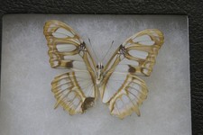 Lepidopteran butterfly siproet for sale  SHEFFIELD