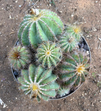 Notocactus warasii pianta usato  Menfi