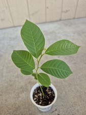 Cherimoya pot live for sale  San Jose