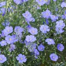 Blue flax perennial for sale  Sevierville