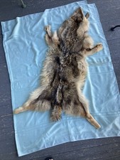 Coyote pelt apx. for sale  Cohoes