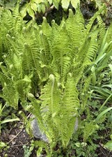 Shuttlecock fern. matteucia for sale  ALDERSHOT