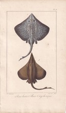 1834 stingray fish for sale  BIDEFORD
