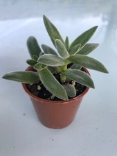 Crassula tarantula rooted for sale  LINCOLN