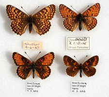 Pair glanville fritillary for sale  PERSHORE
