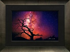 Peter lik tree for sale  Miami