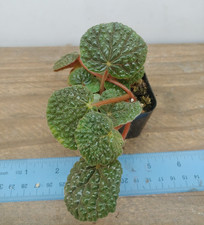 Begonia bullatifolia plant for sale  Lexington