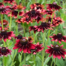 Flower rudbeckia hirta for sale  SALISBURY
