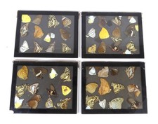 Frame pressed butterflies for sale  KENDAL