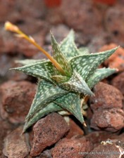 Rare aloe descoingsii for sale  Miami