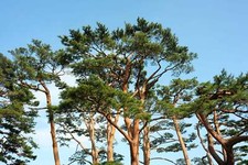 Red japanese pine for sale  Massillon