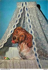 Animaux chiens epagneul d'occasion  Fruges
