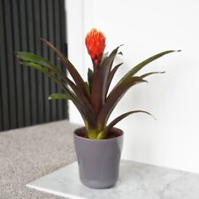 Guzmania tala houseplant for sale  IPSWICH