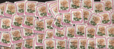 New zealand pink for sale  Winchester