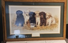 Greenhorns labrador puppies for sale  Bloomington